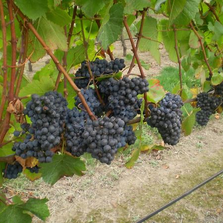 Gisborne Peak Winery Short Term Stays Buitenkant foto